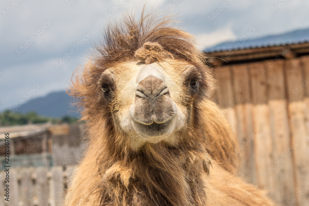 Camel with funny look in close-up view.