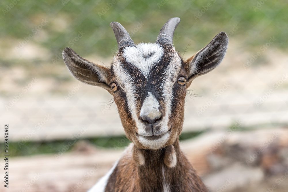Portrait of goat in detail with a view into the camera.