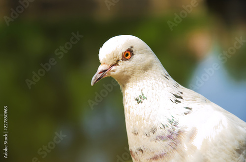 portrait of a white dove close-up © tntk