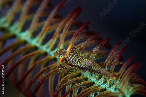 A camouflaged crinoid shrimp on a sea fan in the clear, warm waters of Raja Ampat, Indonesia © Janelle