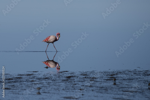 James's flamingo © Patrick