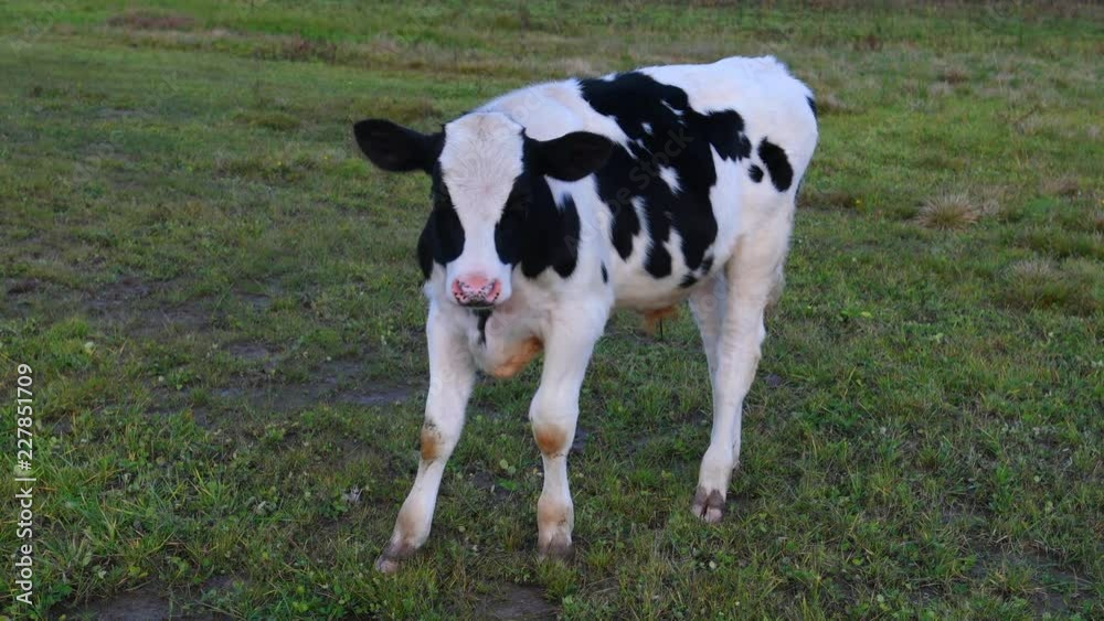 Calves bulls in the pasture. Cows graze on a green meadow. Calves bulls in the pasture. Cows graze on a green meadow.