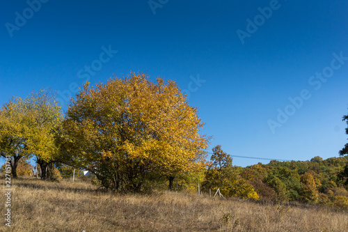 Autumn landscape of Cherna Gora (Monte Negro) mountain, Pernik Region, Bulgaria