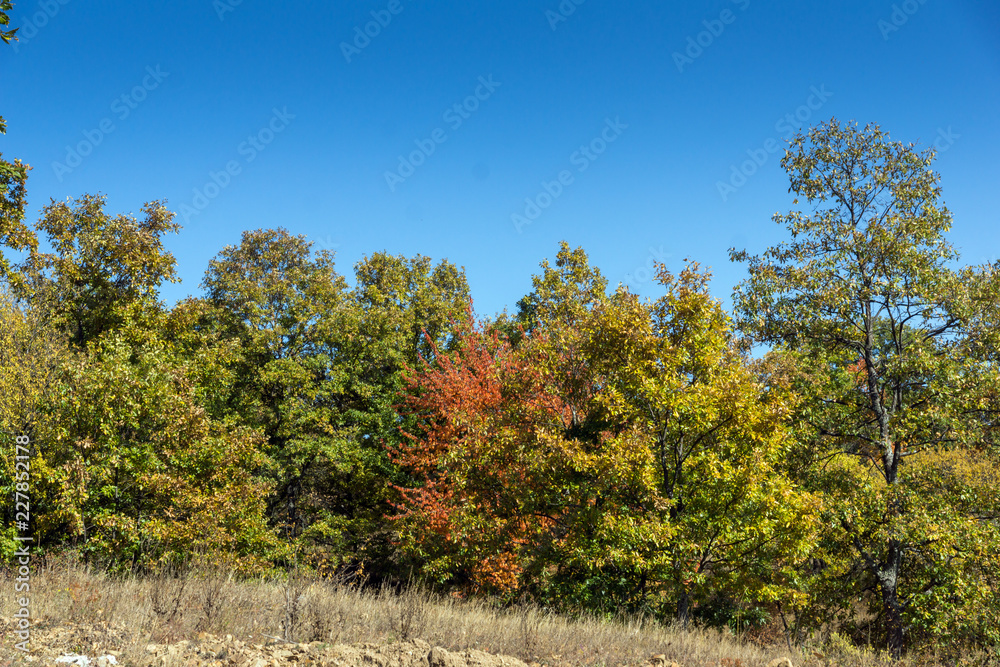 Autumn landscape of Cherna Gora (Monte Negro) mountain, Pernik Region, Bulgaria