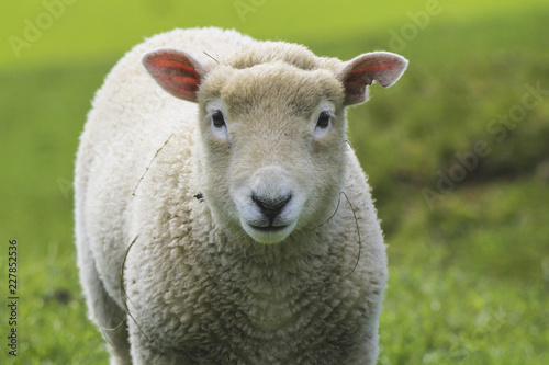 Sheep at One Tree Hill Park; Farm Animal; Auckland New Zealand