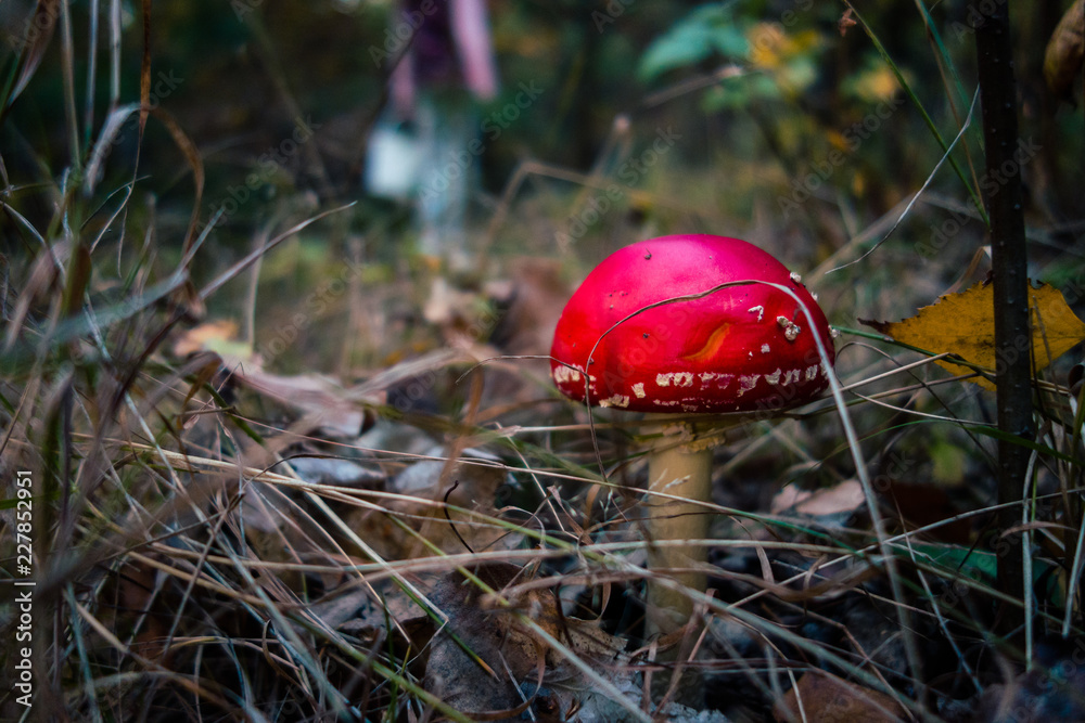 fly agaric in the deep autumn forest