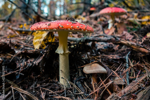 fly agaric in the deep autumn forest