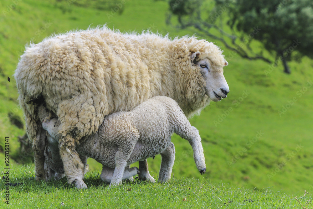 Sheep at One Tree Hill Park; Farm Animal; Auckland New Zealand Sheep at One Tree Hill Park; Farm Animal; Auckland New Zealand