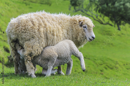 Sheep at One Tree Hill Park; Farm Animal; Auckland New Zealand