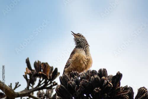 Cactus Wren