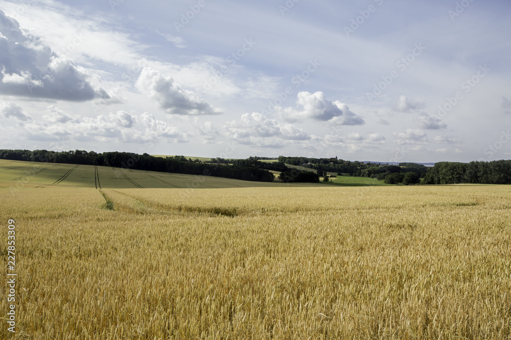 Fototapeta premium Wheat field on a cloudy day in Rugen Island, Germany