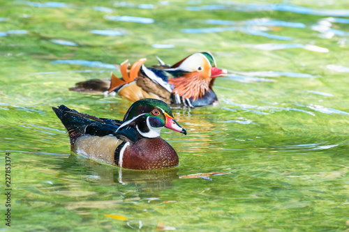 Male Wood Duck and Male Mandarin Duck, Wild duck was introduced as a pet is a colorful floating on the surface of the clear water happily
