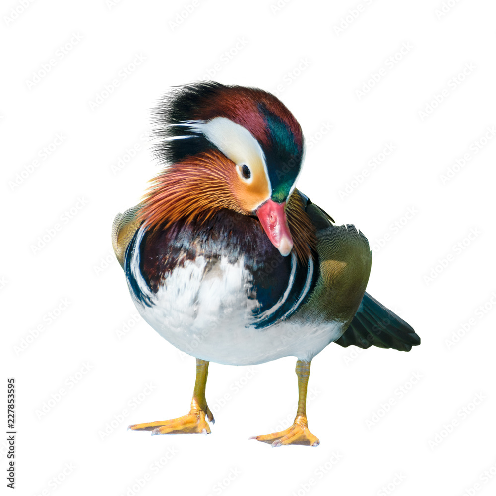 Male Mandarin Duck or Aix Galericulata, Wild duck was introduced as a pet is a colorful standing cleaning feather happily isolated on white background Male Mandarin Duck or Aix Galericulata, Wild duck was introduced as a pet is a colorful standing cleaning feather happily isolated on white background