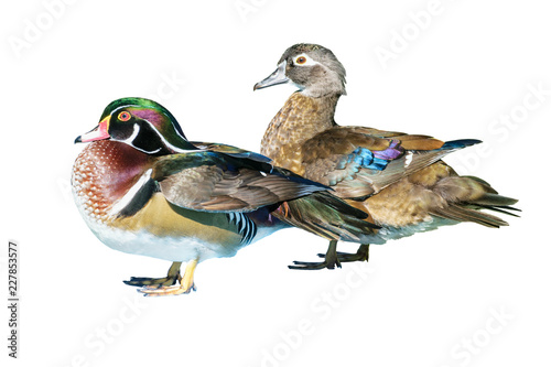 Male Wood Duck and female or Carolina Duck (Aix sponsa), Wild duck was introduced as a pet is a colorful standing happily isolated on white background