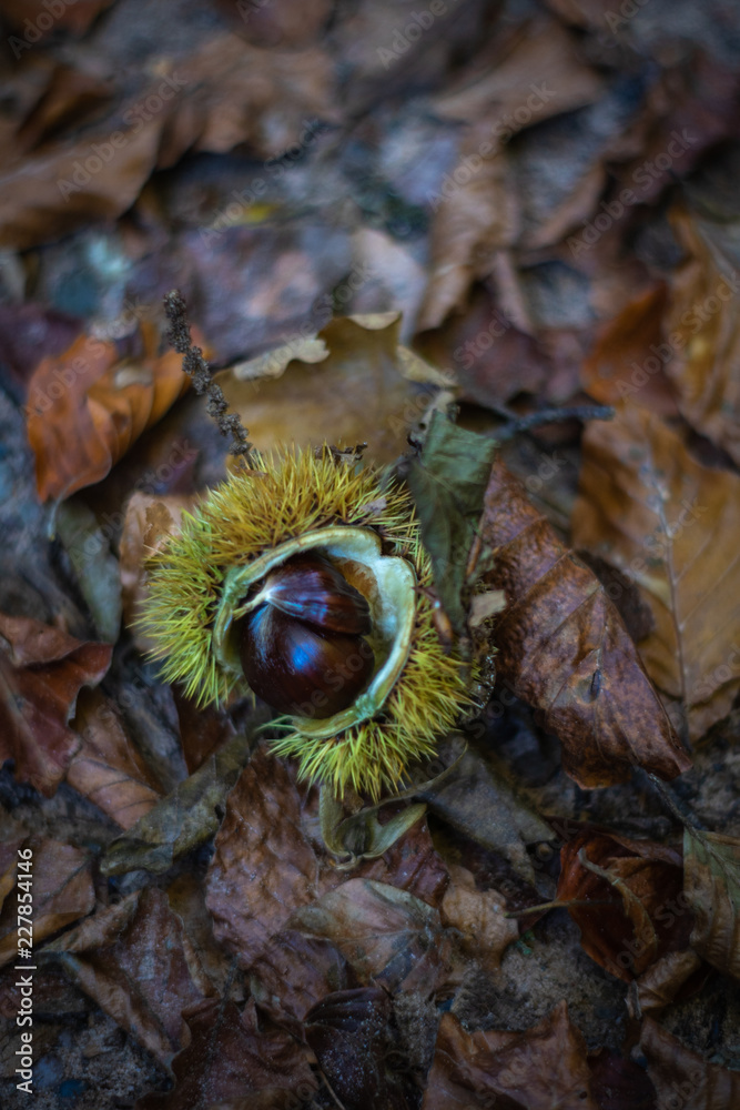 Kastanie aufgebrochen Herbst