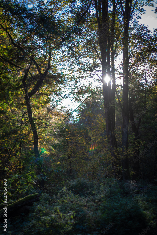 Fototapeta premium Herbst Wald Sonnenstrahlen