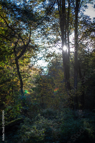 Herbst Wald Sonnenstrahlen