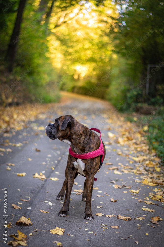 Boxer Hund auf Wanderweg im Herbst Boxer Hund auf Wanderweg im Herbst