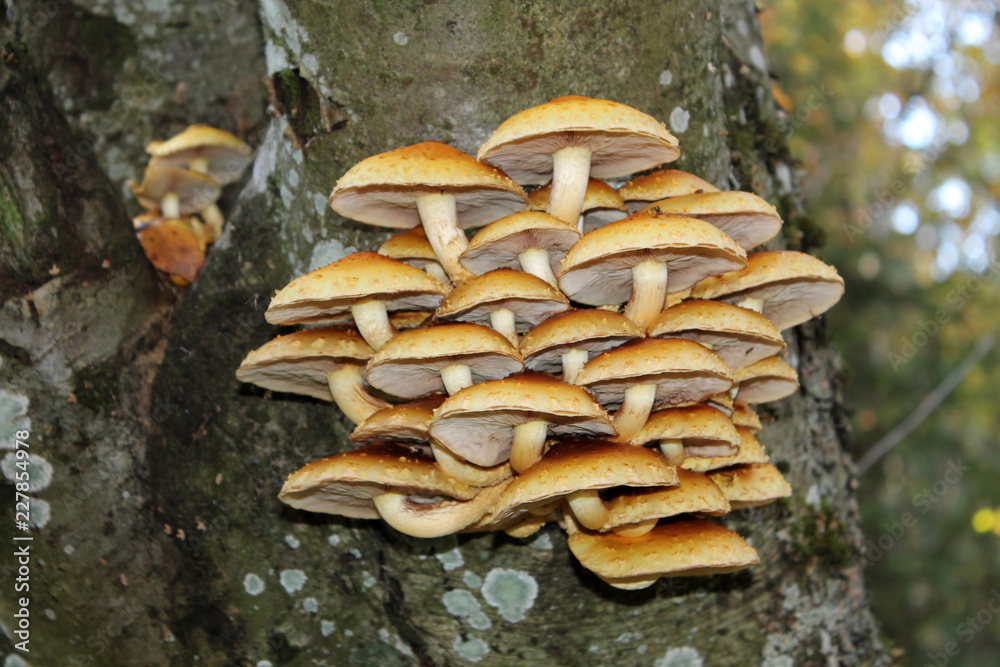 Cluster of Golden Scalycap mushrooms or Pholiota aurivella Cluster of Golden Scalycap mushrooms or Pholiota aurivella