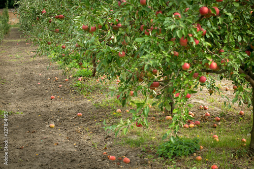 Autumn apple orchard