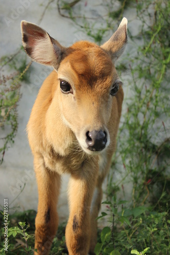 NILGAI (Boselaphus tragocamelus) © lokeshkumar