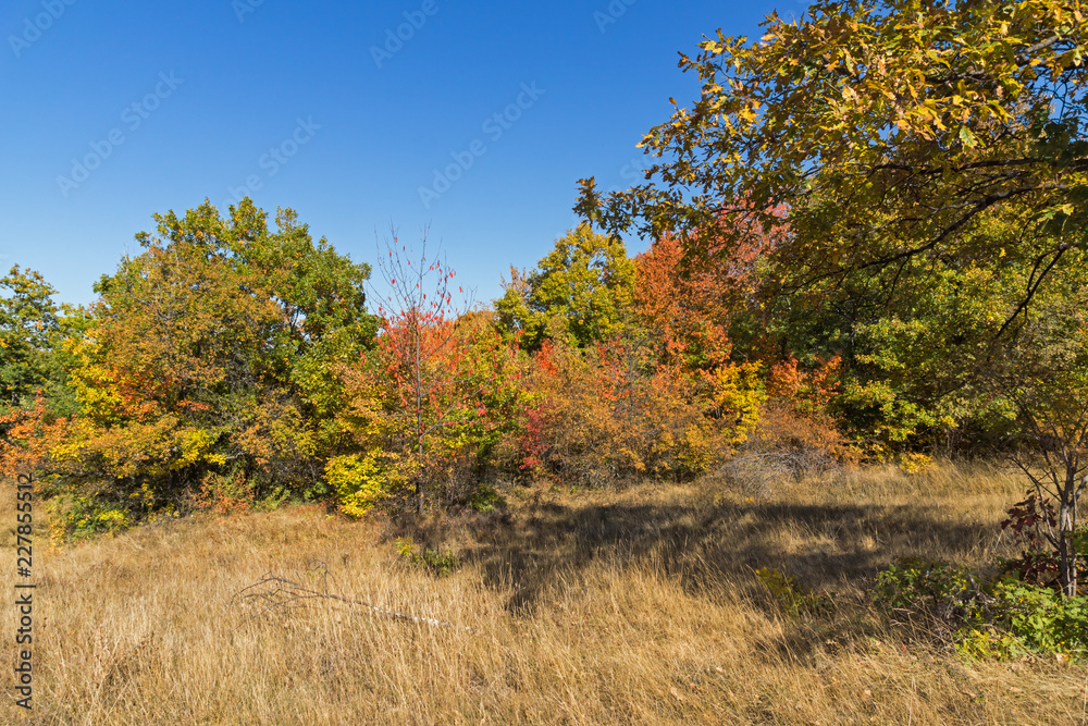 Autumn landscape of Cherna Gora (Monte Negro) mountain, Pernik Region, Bulgaria Autumn landscape of Cherna Gora (Monte Negro) mountain, Pernik Region, Bulgaria