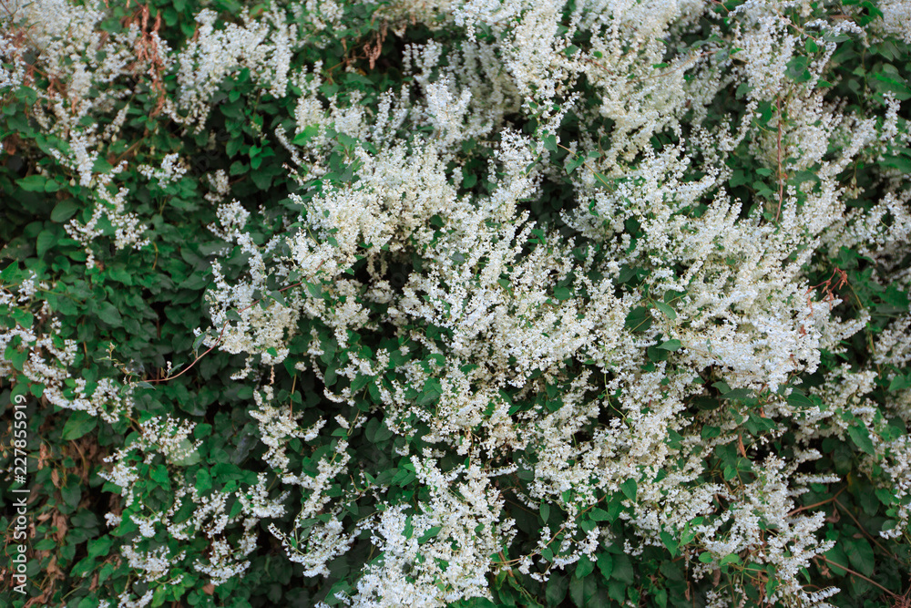 Floral texture Floral texture