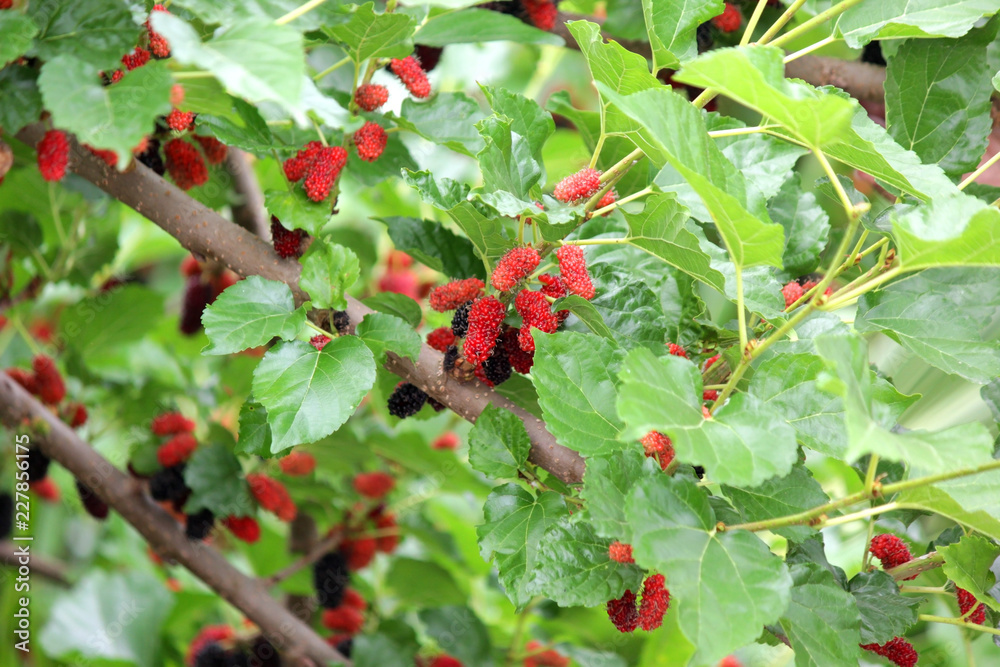 Obraz premium mulberry fruit on tree in organic farm