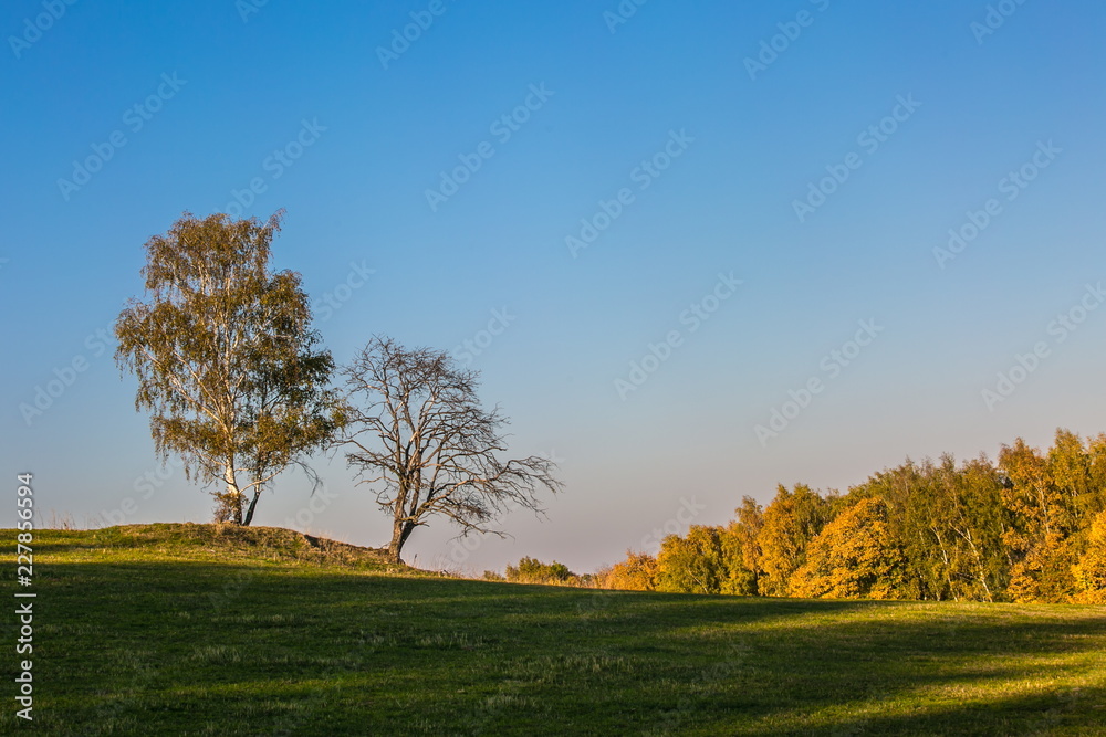 Fototapeta premium Beautiful sunny evening autumn landscape with two solitary birch trees on horizon, green grass, shadow, yellow, orange and green forest in distance, clear blue, pink sky, copy space