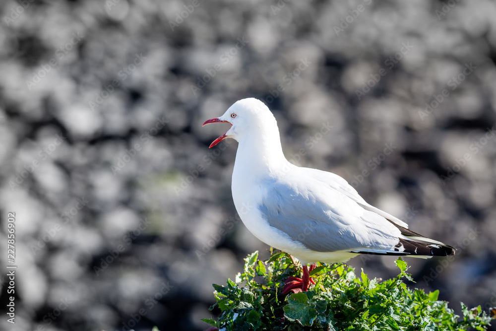 adult seagull protecting it's young with loud squawking adult seagull protecting it's young with loud squawking
