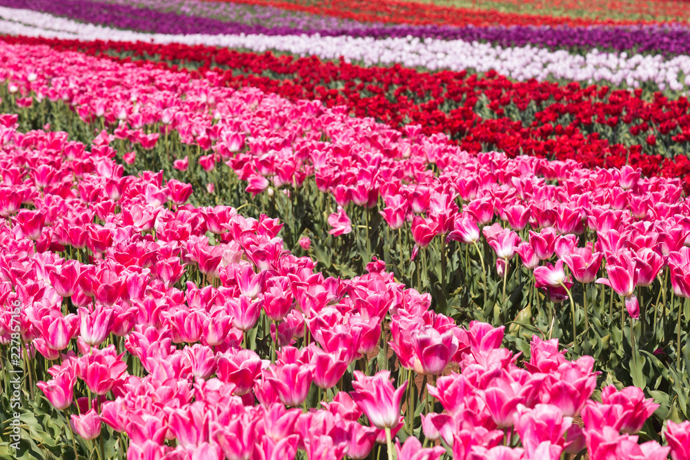 Field of tulips in colour rows 