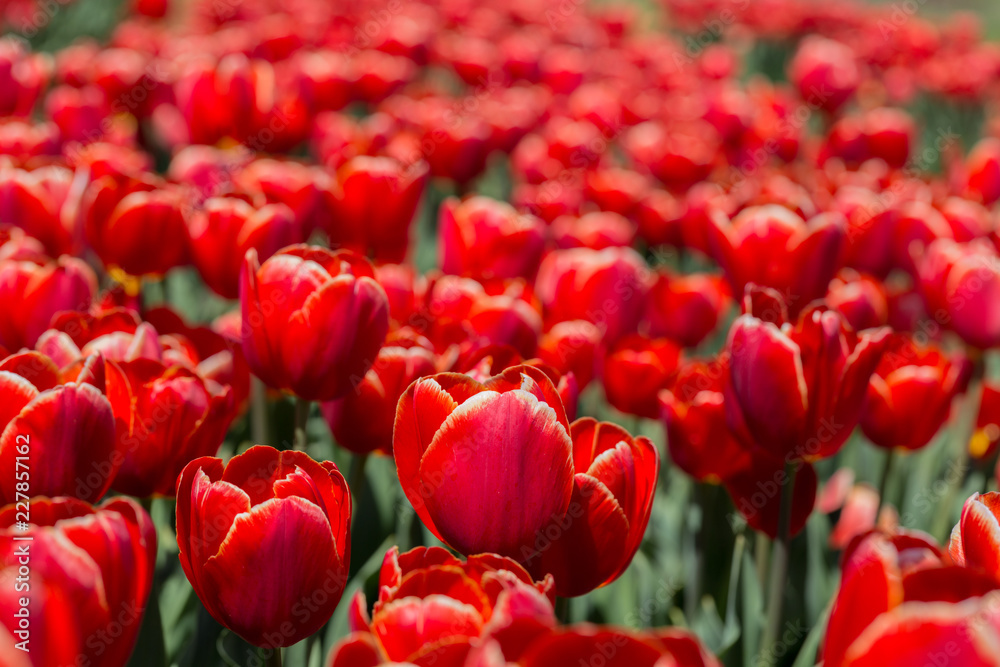 Large field of red tulips 