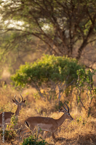 impala in the bush
