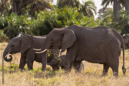 the elephant family