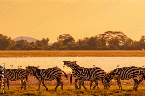 Zebra in sunset