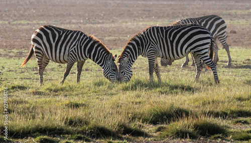 two Zebra eating grass head to head