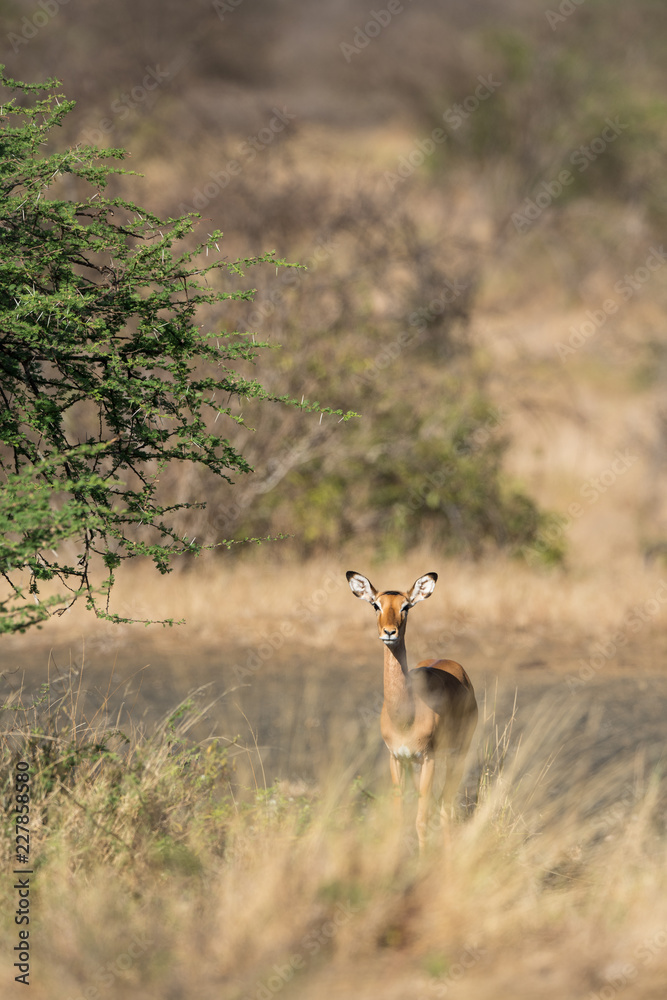 impala in the bush impala in the bush