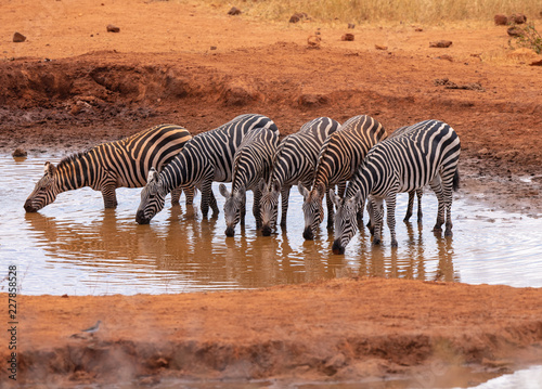 Zebras drinking water