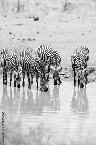 Zebras drinking water