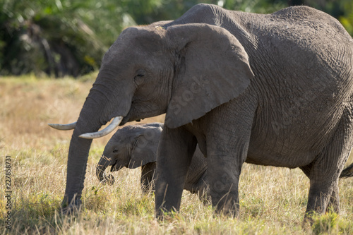 elephant baby and mum
