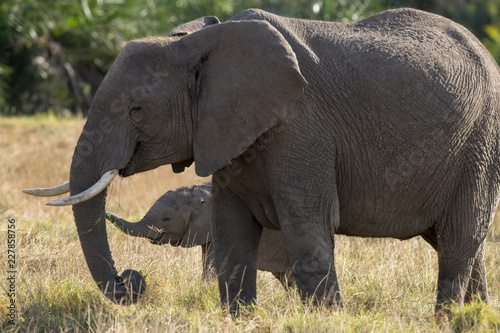 elephant baby and mum