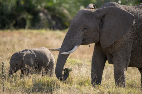 elephant baby and mum