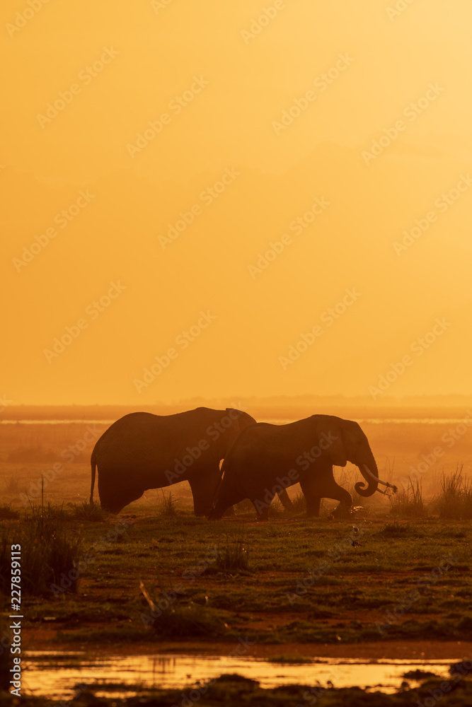 Obraz premium elephants in sunset