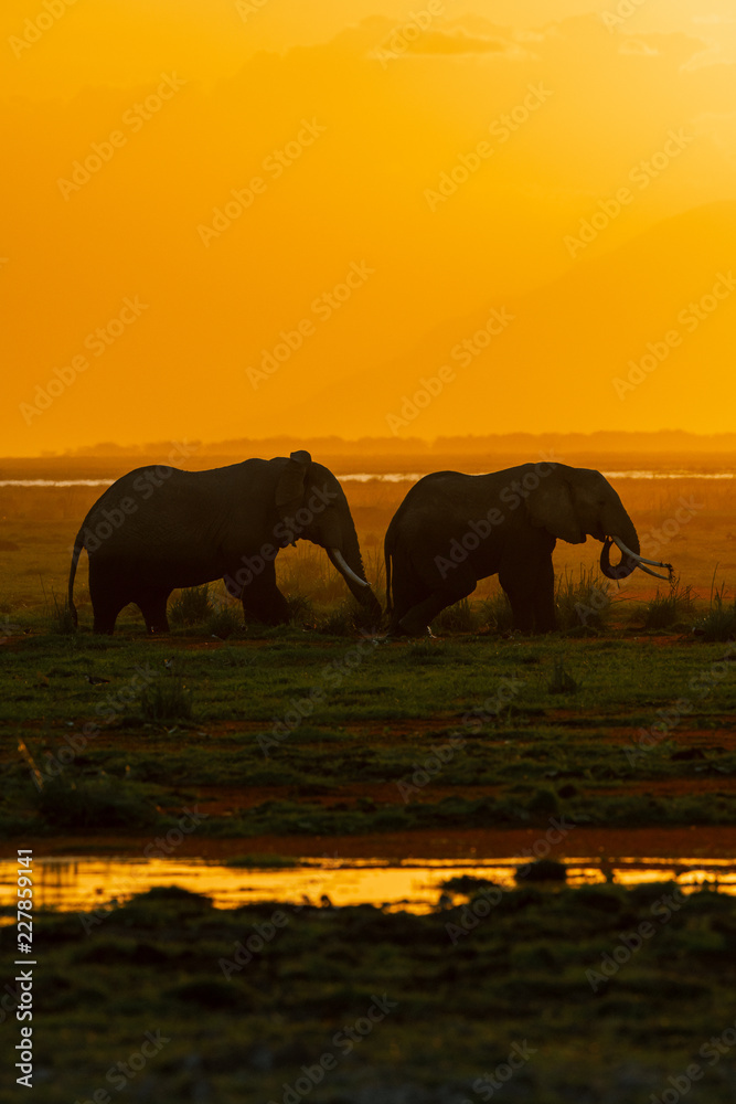 elephants in sunset