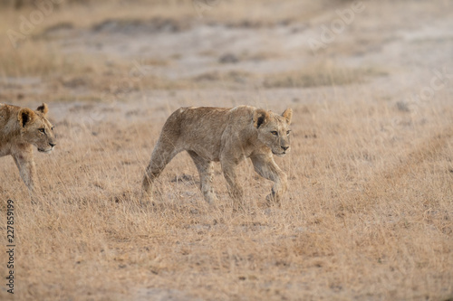 Fototapeta Naklejka Na Ścianę i Meble -  walking lions in savanna
