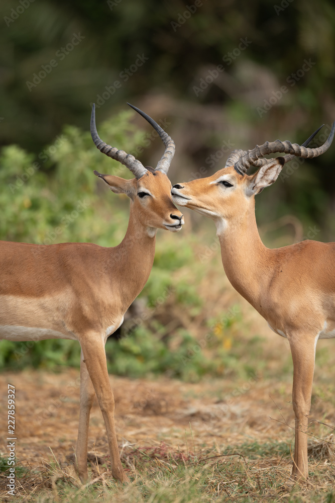 impala group