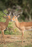 impala group