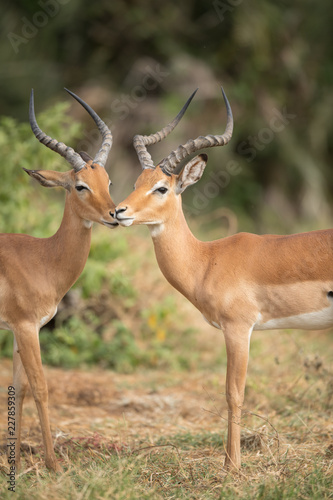 impala group © imphilip