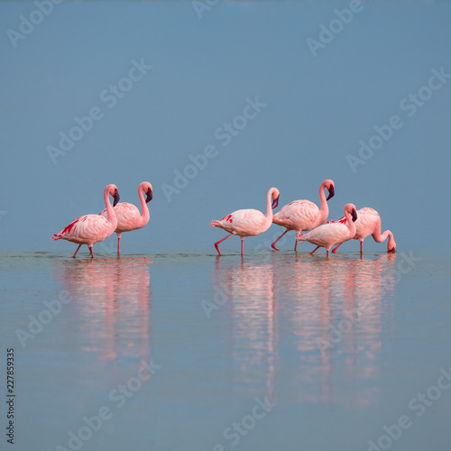 flamingo group in the water
