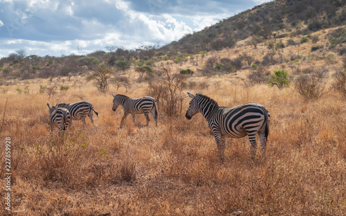 Zebra in the wild field